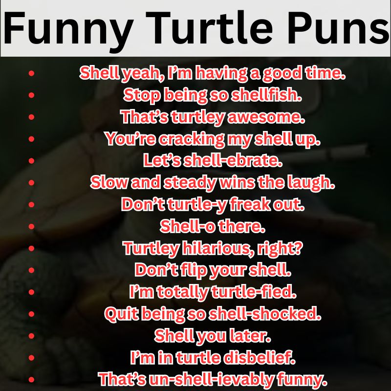 Funny Turtle Puns