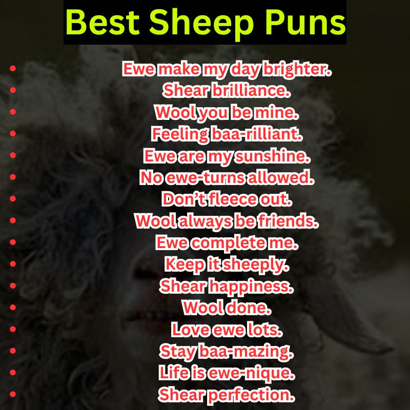Best Sheep Puns