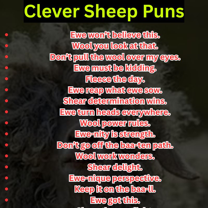Clever Sheep Puns