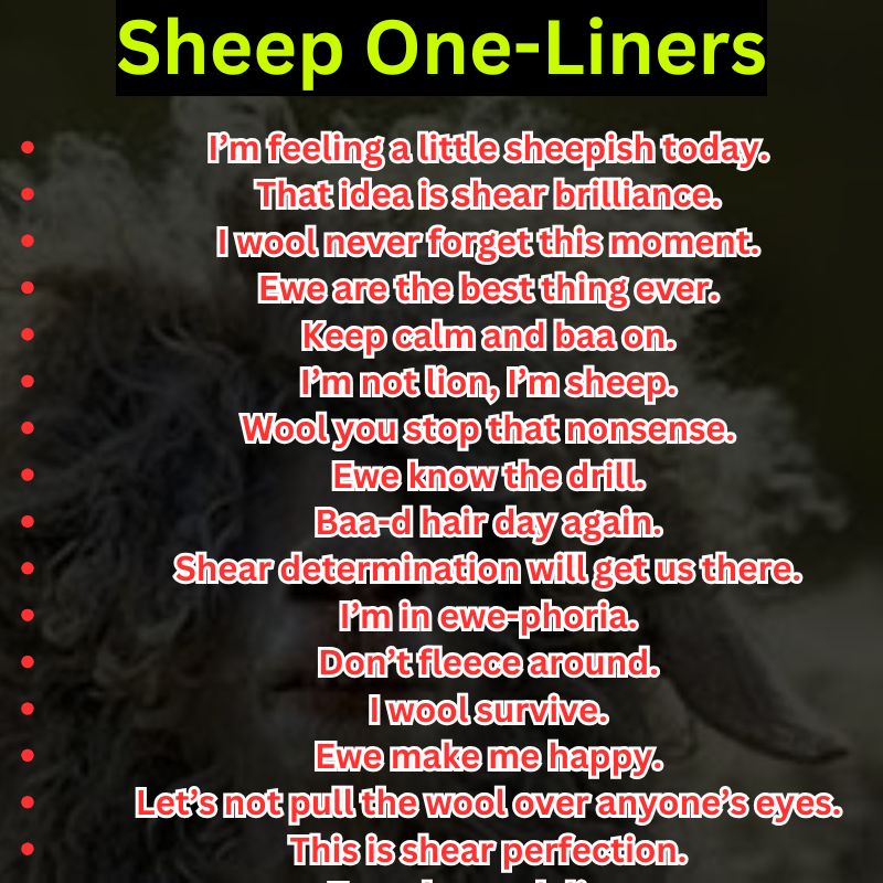 Sheep One-Liners