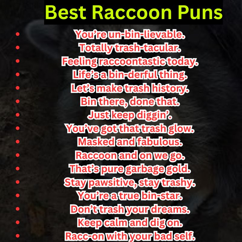 Best Raccoon Puns