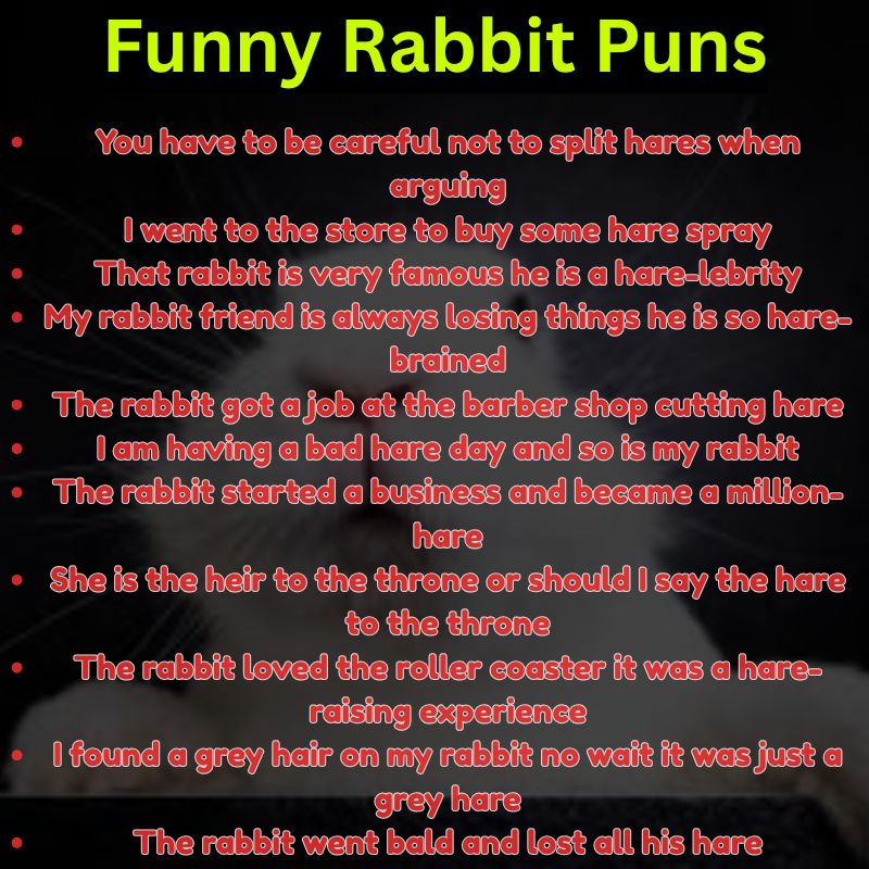 Funny Rabbit Puns