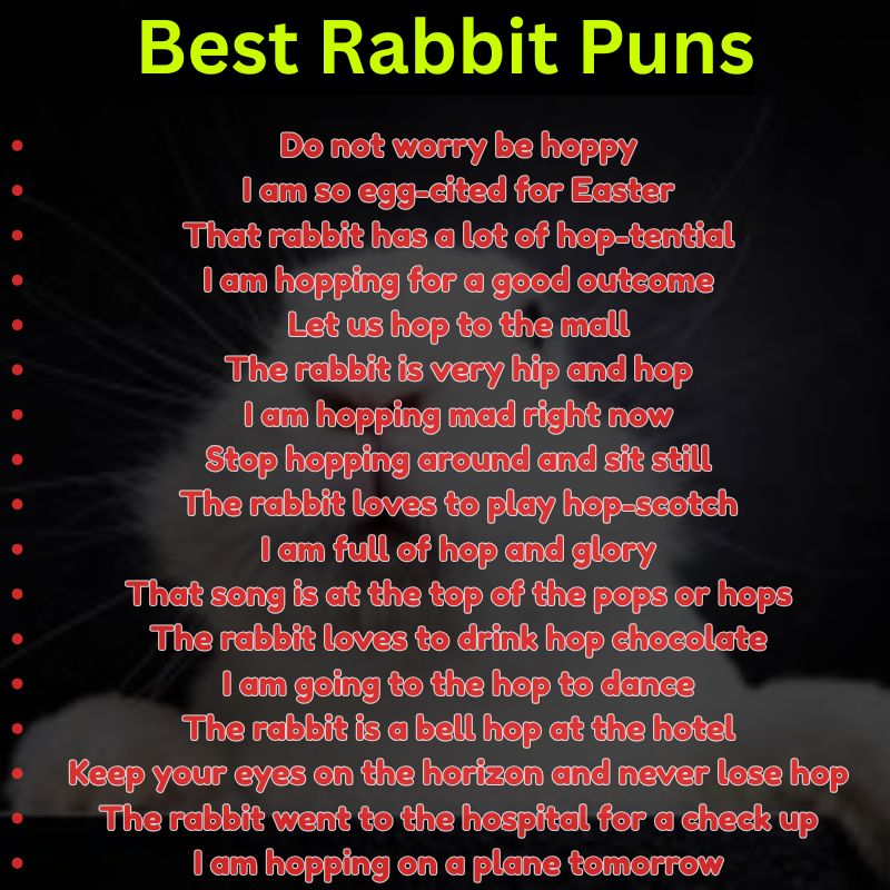 Best Rabbit Puns