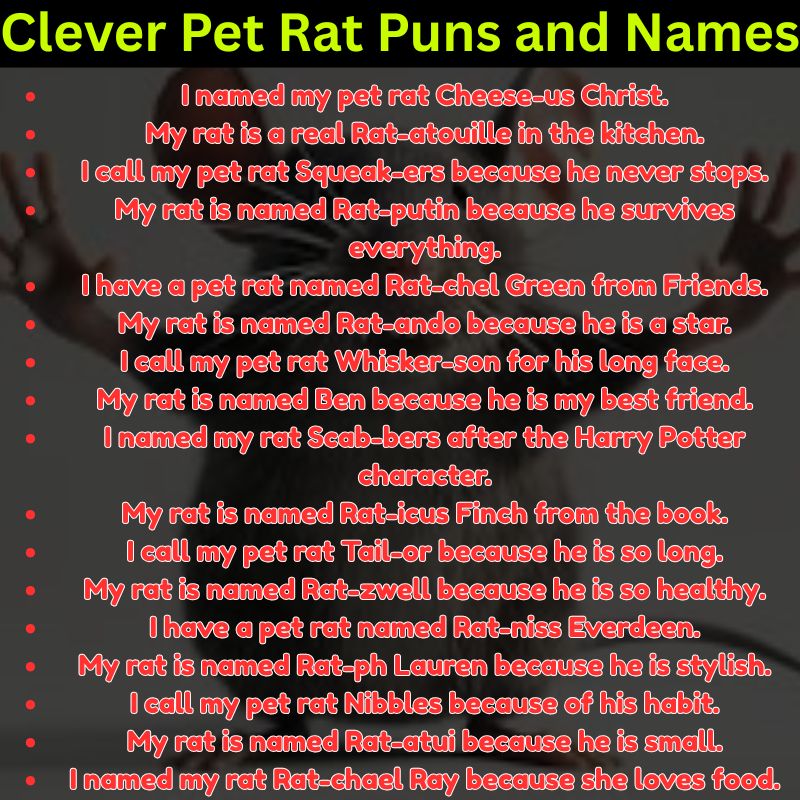 Clever Pet Rat Puns and Names