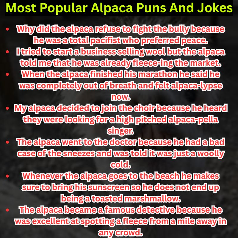 Most Popular Alpaca Puns And Jokes