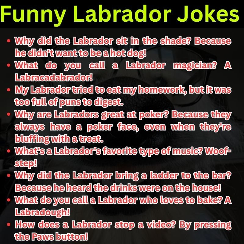 Funny Labrador Jokes for Everyday Smiles