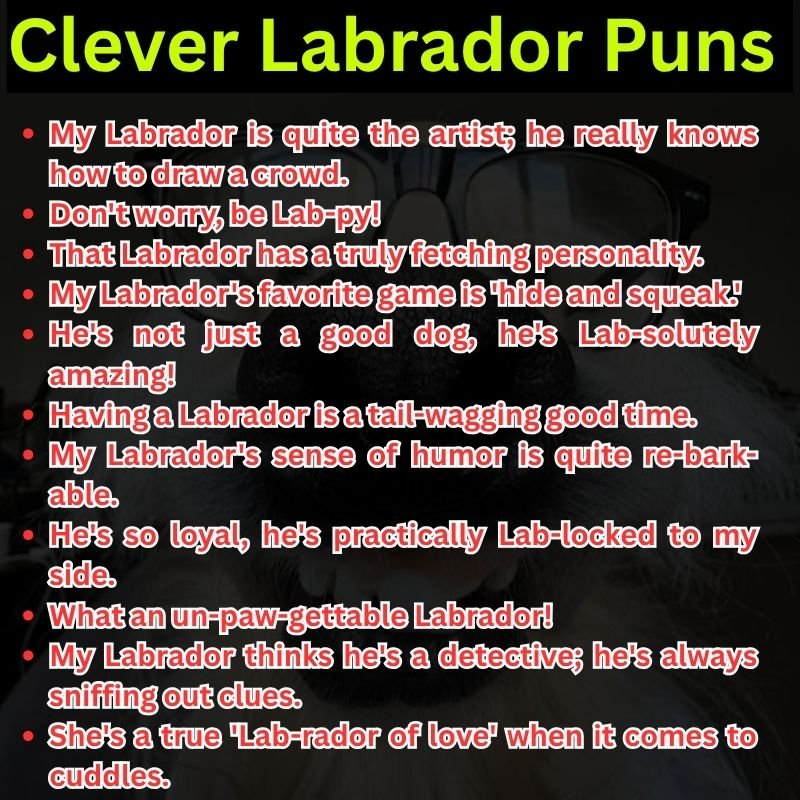 Clever Labrador Puns That Will Fetch Laughs