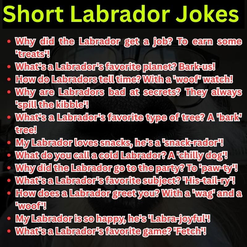Short Labrador Jokes Perfect for Quick Grins